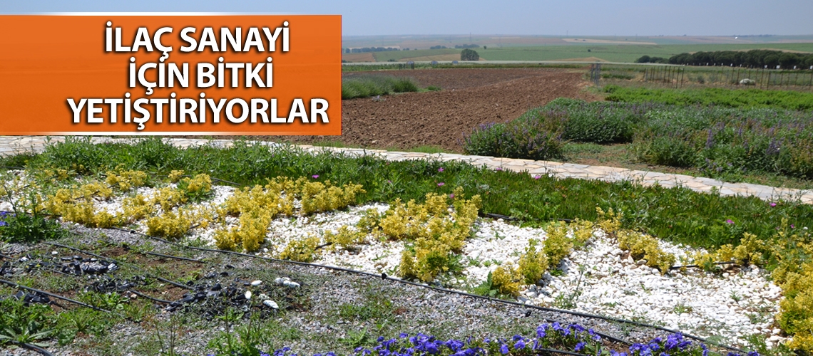 Bitkiler ilaç sanayisinde kullanılacak