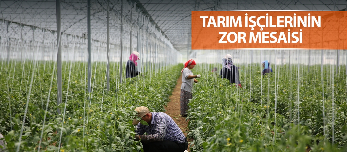 Ramazanda sıcak seralarda susuz çalışıyorlar