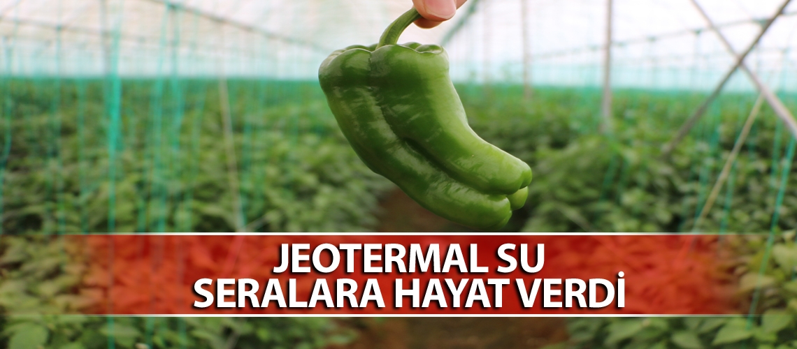 Topraksız tarımla organik sebzeler yetişiyor