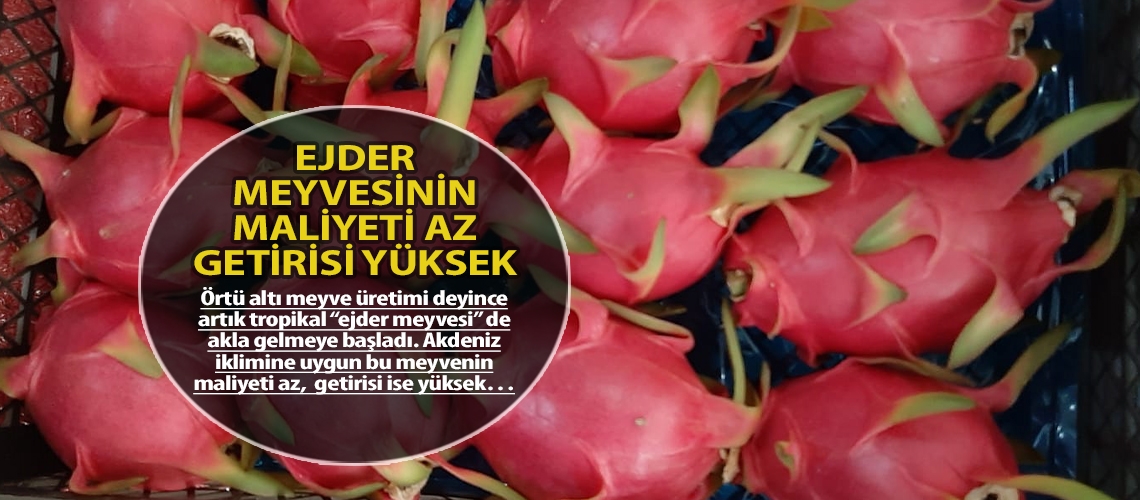 Ejder meyvesinin maliyeti az getirisi yüksek