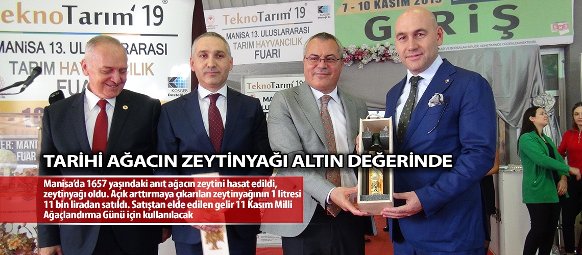 Tarihi ağacın zeytinyağı altın değerinde