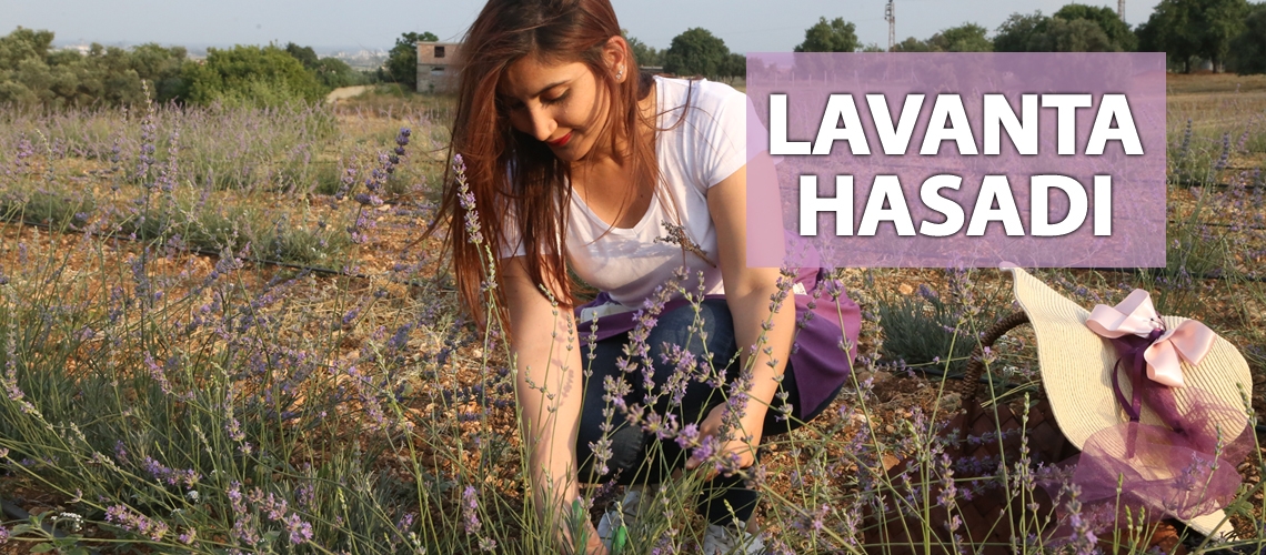 Adana’da lavanta hasat töreni