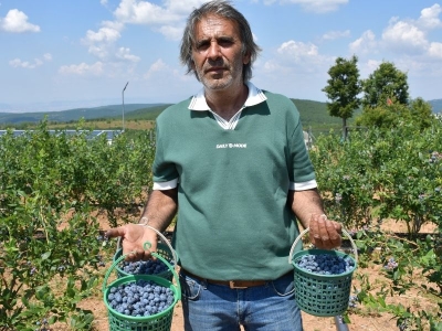 Destekle yaban mersini bahçesi kurdu