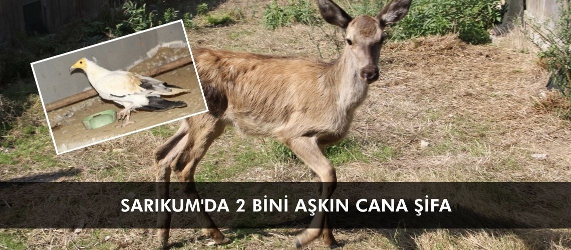 Sarıkum'da 2 bini aşkın cana şifa