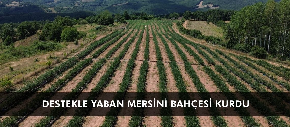 Destekle yaban mersini bahçesi kurdu