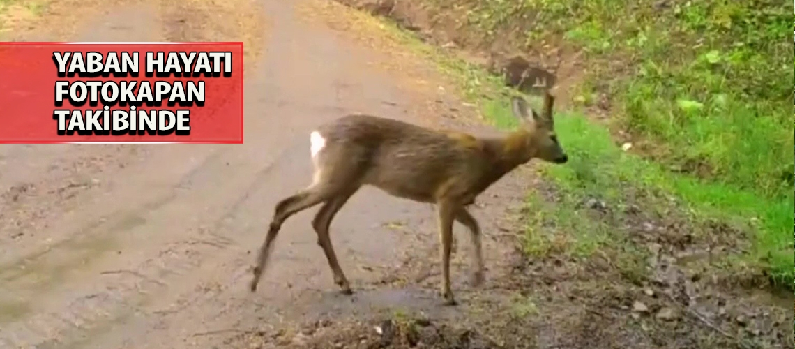 Yaban hayatı fotokapan takibinde