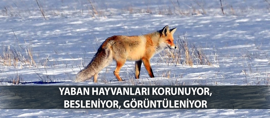Yaban hayvanları korunuyor, besleniyor, görüntüleniyor