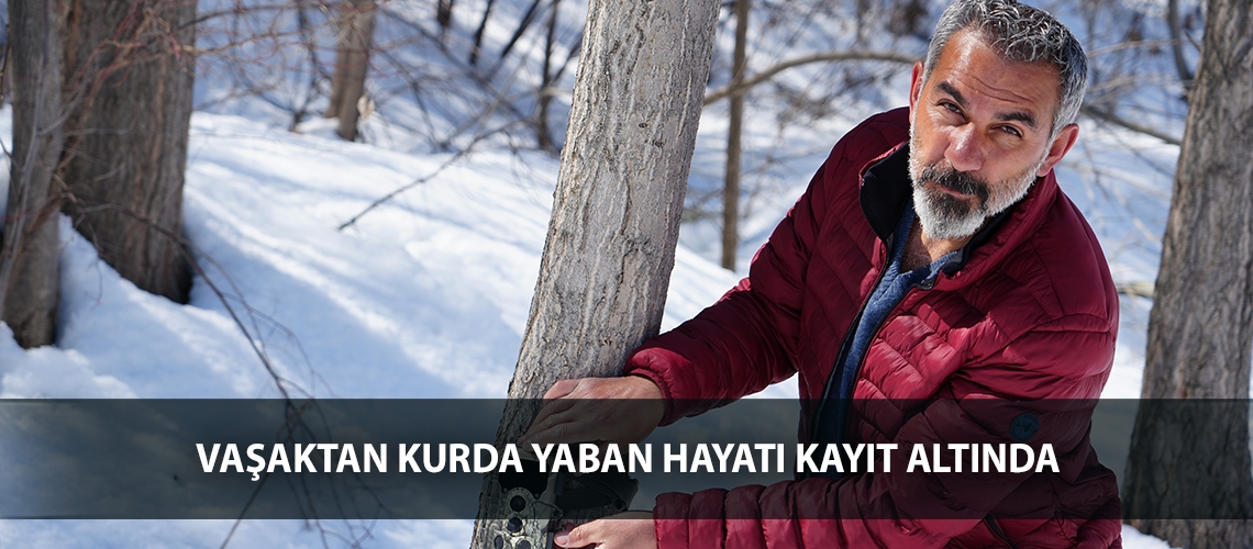 Vaşaktan kurda yaban hayatı kayıt altında