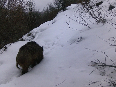Vaşaktan kurda yaban hayatı kayıt altında