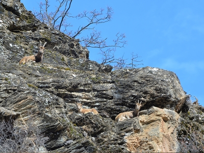 Munzur Vadisi'nde yaban keçileri