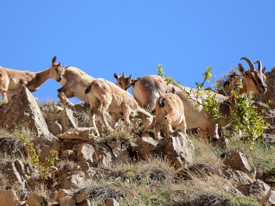 Yaban keçilerinin sayısı artıyor