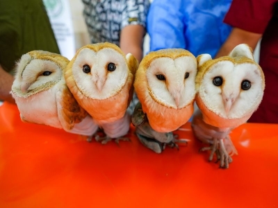 Kurtarıldılar, tedavi edildiler, yuvaya dönüyorlar