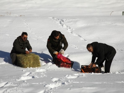 Yaban hayvanlarının menüsünde buğday ve sebze var