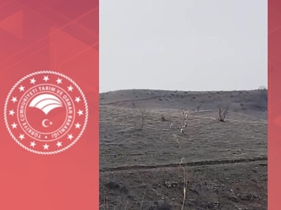 Yaban hayatının üyeleri doğal yaşamlarında görüntülendi