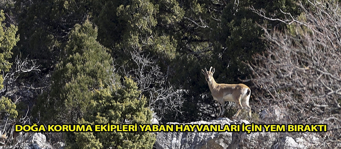 Doğa koruma ekipleri yaban hayvanları için yem bıraktı