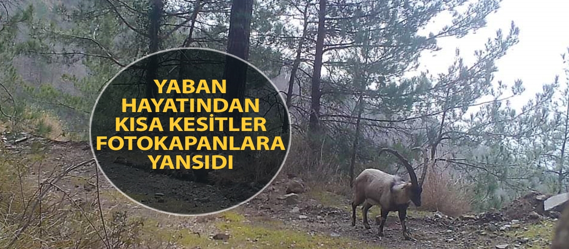 Yaban hayatından kısa kesitler fotokapanlara yansıdı