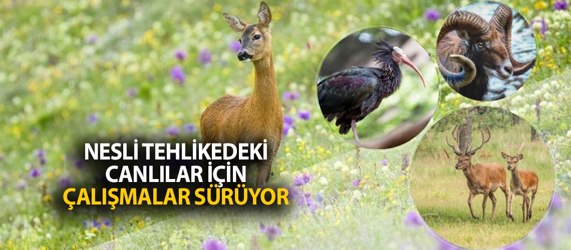 Nesli tehlikedeki canlılar için çalışmalar sürüyor