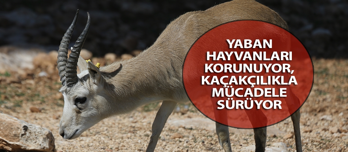 Yaban hayvanları korunuyor, kaçakçılıkla mücadele sürüyor