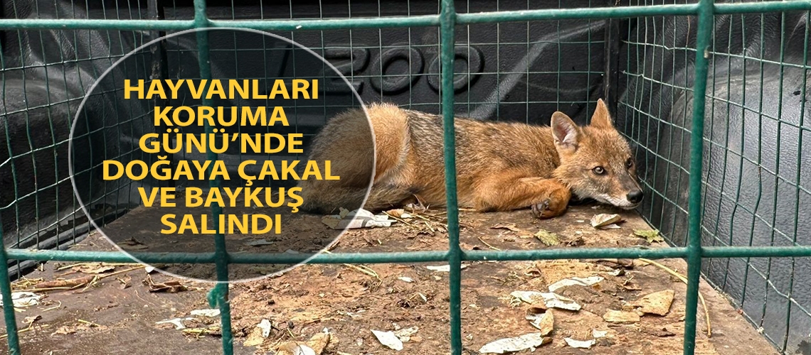 Hayvanları Koruma Günü’nde doğaya çakal ve baykuş salındı