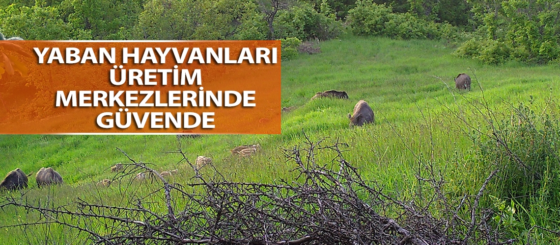 Yaban hayvanları üretim merkezlerinde güvende