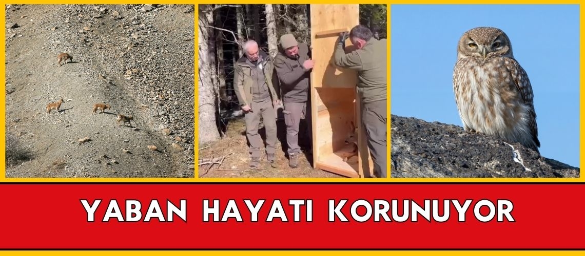 Yaban hayatı korunuyor