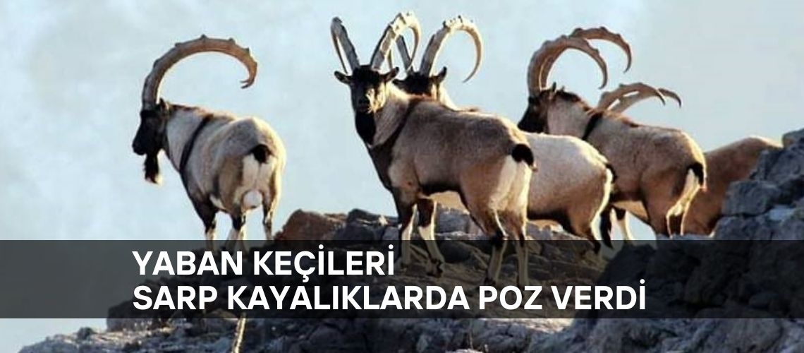Yaban keçileri sarp kayalıklarda poz verdi
