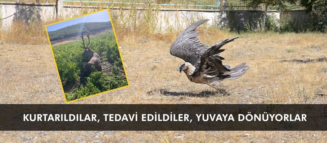 Kurtarıldılar, tedavi edildiler, yuvaya dönüyorlar