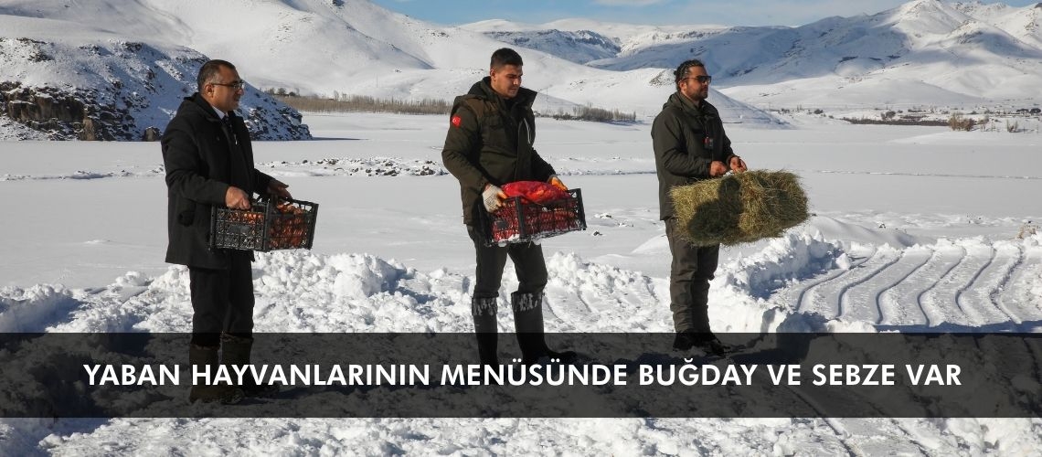 Yaban hayvanlarının menüsünde buğday ve sebze var