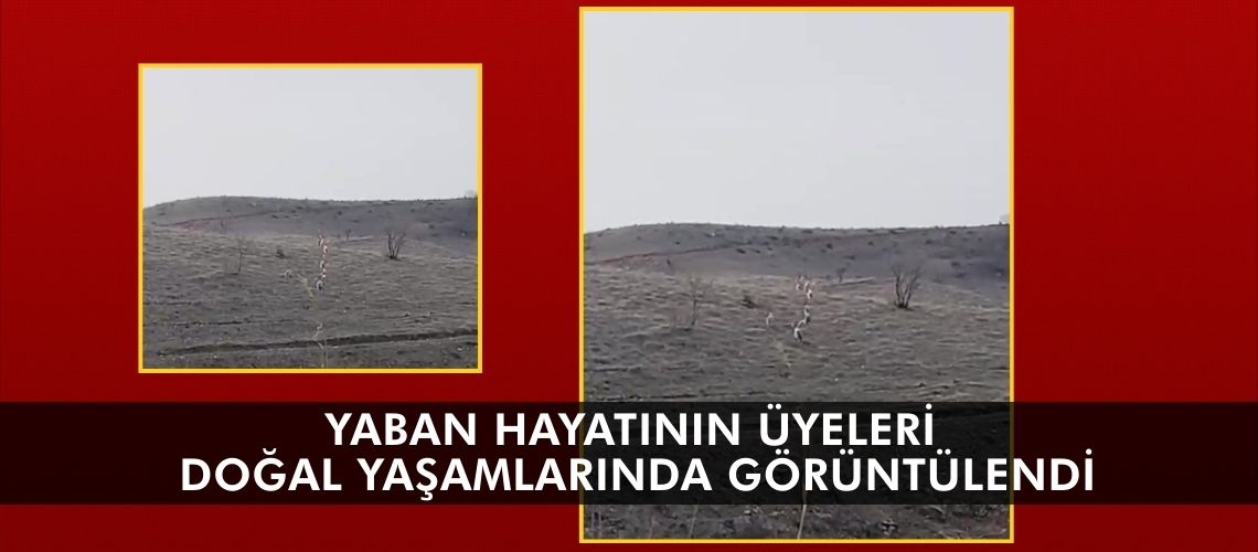 Yaban hayatının üyeleri doğal yaşamlarında görüntülendi
