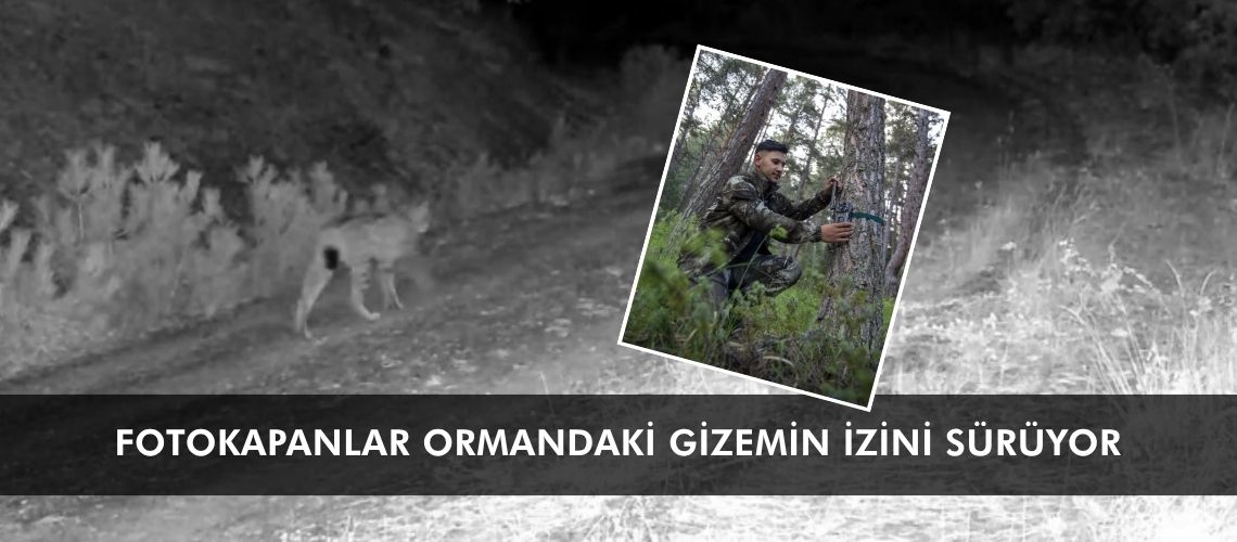 Fotokapanlar ormandaki gizemin izini sürüyor