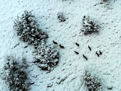 Karlı dağlarda yaban keçileri havadan görüntülendi