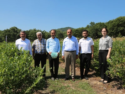 Bursa’nın yeni rengi: Yaban mersini