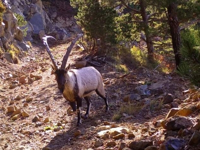 Yaban hayatından kısa kesitler fotokapanlara yansıdı