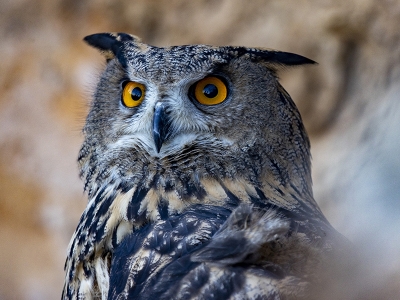 Antalya’da binden fazla yaban hayvanı tedavi edildi