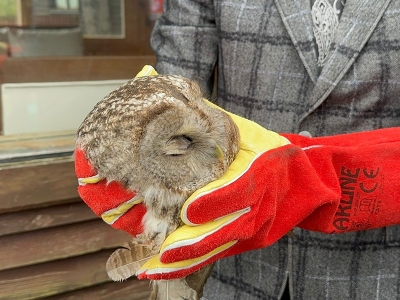 Hayvanları Koruma Günü’nde doğaya çakal ve baykuş salındı