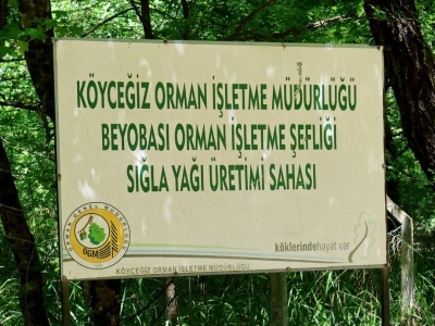 Ormanın mucizesi “sığla yağı” üretimi başladı