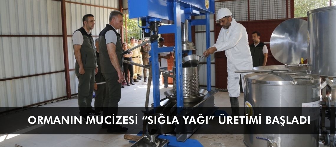 Ormanın mucizesi “sığla yağı” üretimi başladı