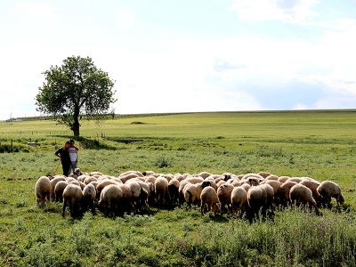 Diyarbakır’da meralara yağış dopingi
