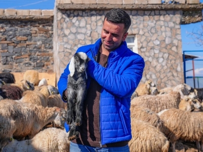 Yağışlar besicileri sevindirdi