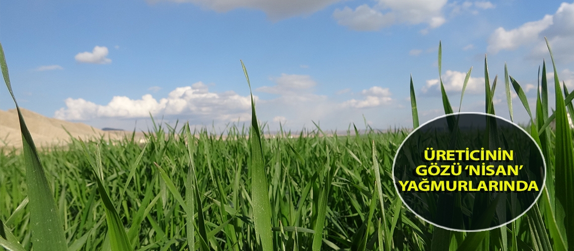 Üreticinin gözü ‘nisan’ yağmurlarında