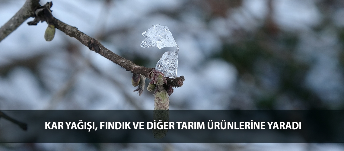 Kar yağışı, fındık ve diğer tarım ürünlerine yaradı