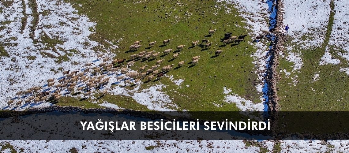 Yağışlar besicileri sevindirdi