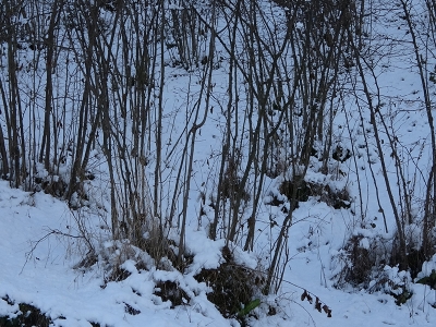 Kar yağışı, fındık ve diğer tarım ürünlerine yaradı
