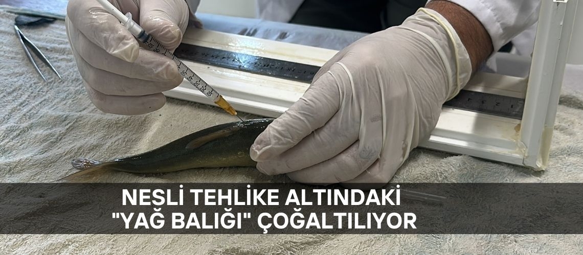 Nesli tehlike altındaki 