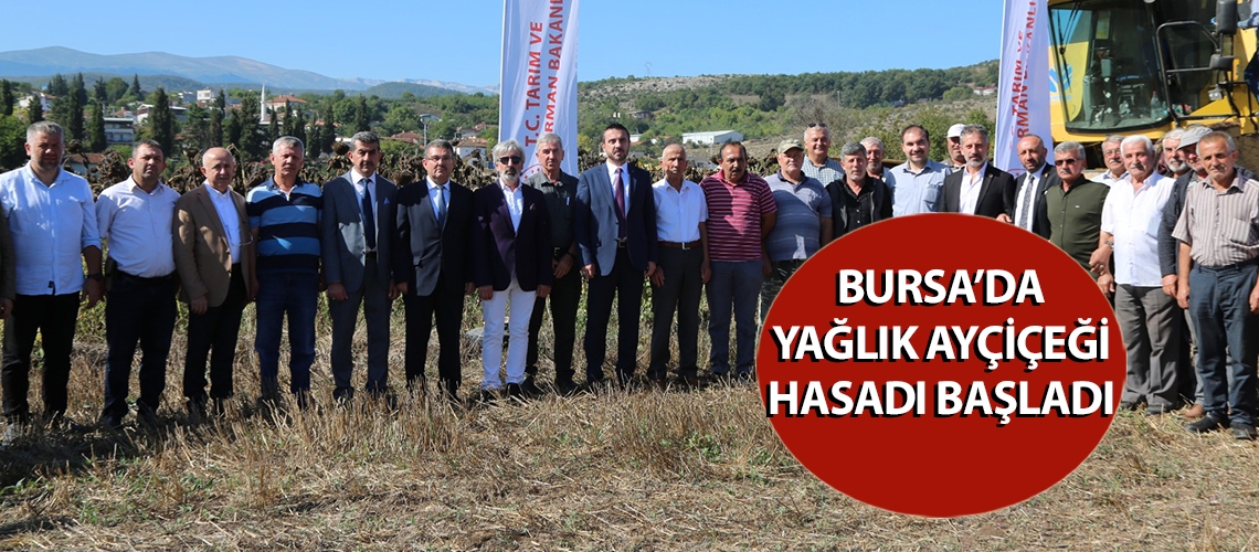Bursa’da yağlık ayçiçeği hasadı başladı