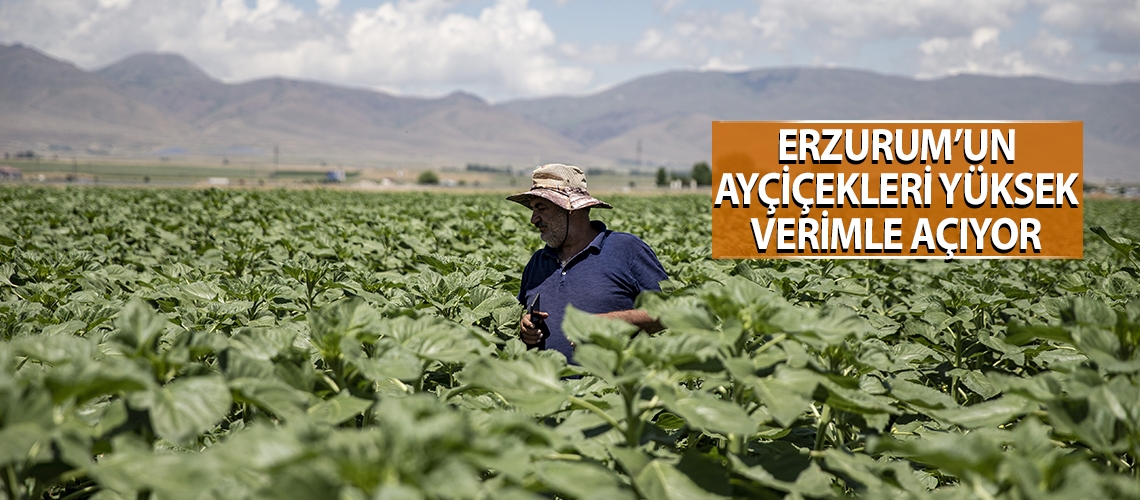 Erzurum’un ayçiçekleri yüksek verimle açıyor