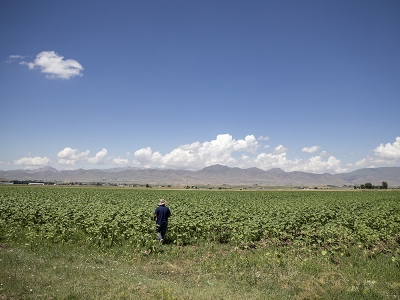 Erzurum’un ayçiçekleri yüksek verimle açıyor