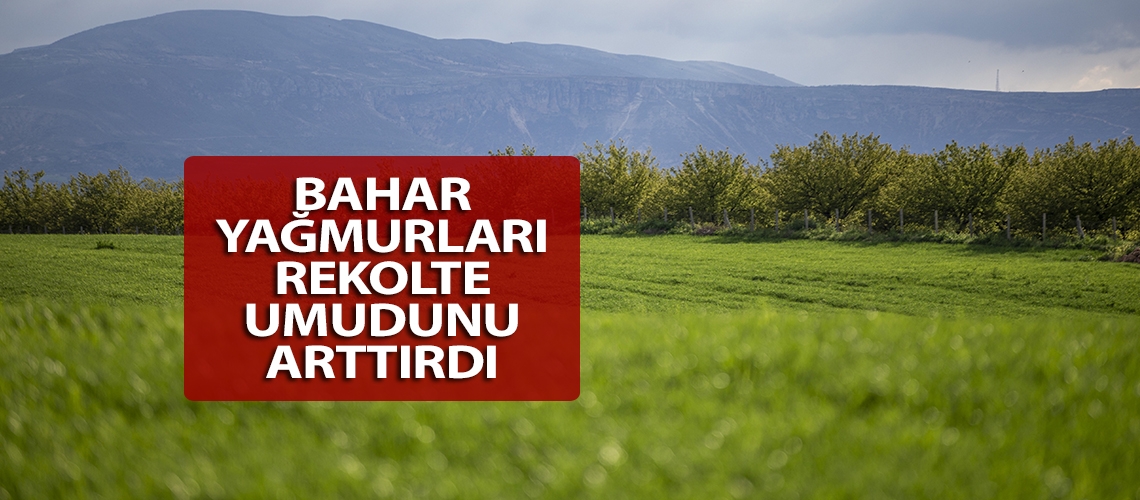 Bahar yağmurları rekolte umudunu arttırdı