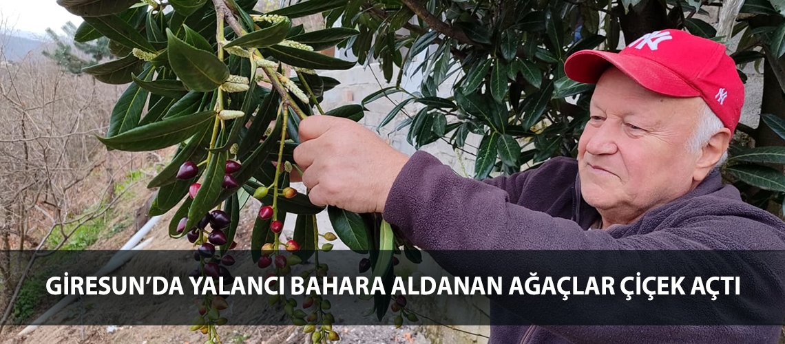 Giresun’da yalancı bahara aldanan ağaçlar çiçek açtı