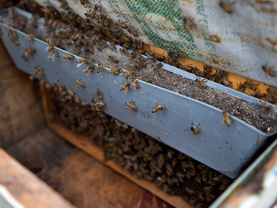 Yalancı bahar ve zirai ilaç arıların düşmanı